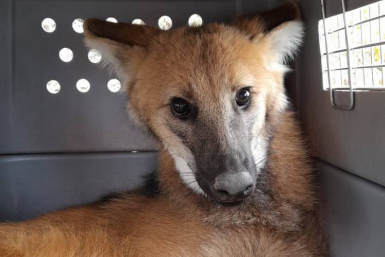 En Monte Maíz, rescataron un aguará guazú