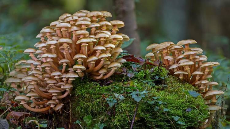 Consideran que los hongos podrían combatir el cambio climático