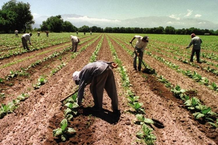 Extendieron un beneficio para los trabajadores rurales