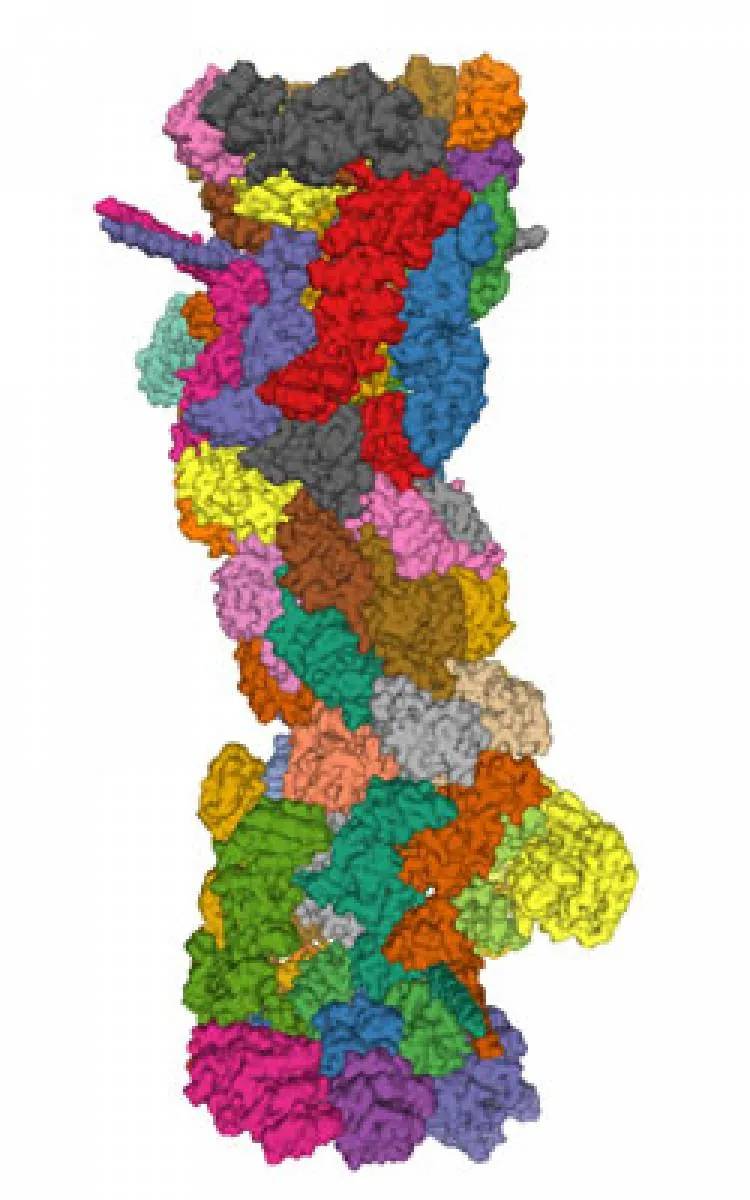 Misterio molecular resuelto: científicos de Harvard descubren una forma previamente desconocida en que las células descomponen las proteínas