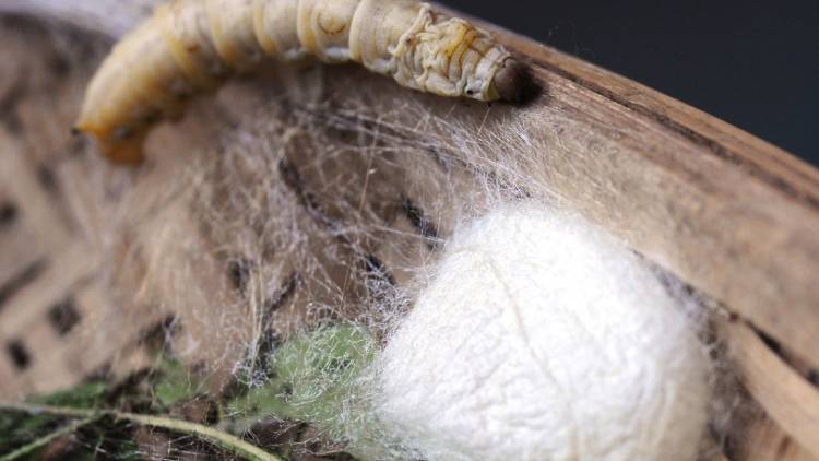 Agregar ADN de araña a los gusanos de seda crea una seda más fuerte que el Kevlar