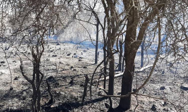 Lograron contener incendio que por dos días afectó a San Pedro Viejo