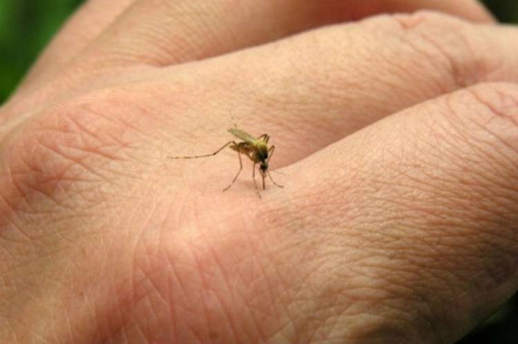 Detectaron tres casos de dengue autóctonos en Córdoba