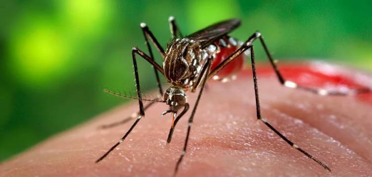 Se detectó el mosquito Aedes Aegypti en Salsipuedes