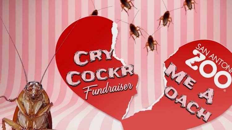 EE.UU.:Desopilante iniciativa de los zoológicos para el Dia de San Valentín