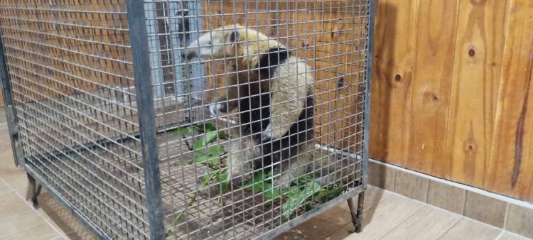 Rescate bajo la lluvia: apareció una Osa Melera en Salsipuedes