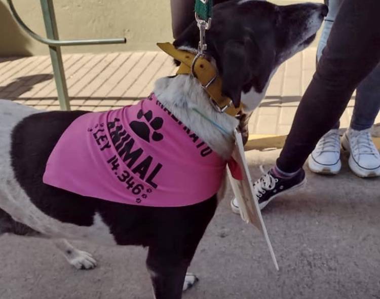 Castraciones gratuitas para perros y gatos de hogares de bajos recursos en Río Ceballos