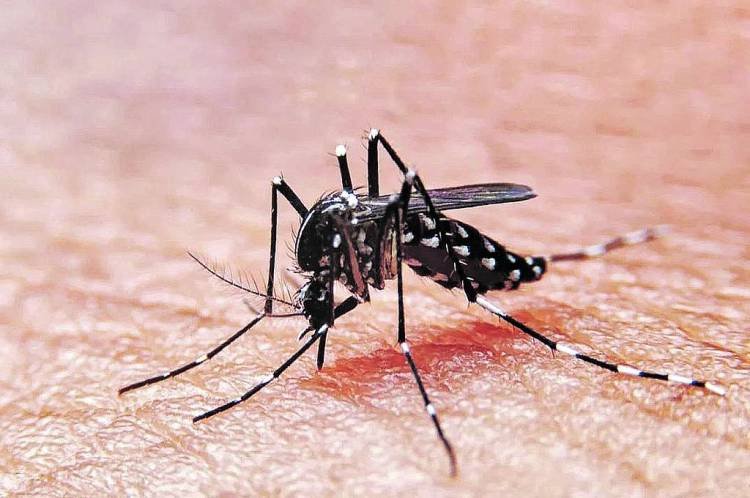 En esta temporada, Argentina ya roza los 400 mil casos de dengue