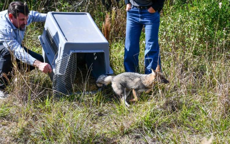Ambiente liberó a más de 50 animales silvestres