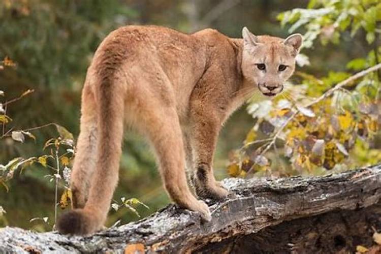 Una familia de sanfrancisco participó de una asombrosa situación con un puma en El Chaltén