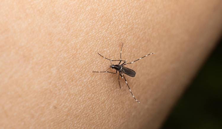 Dengue: Advierten la importancia de reforzar los cuidados durante el invierno