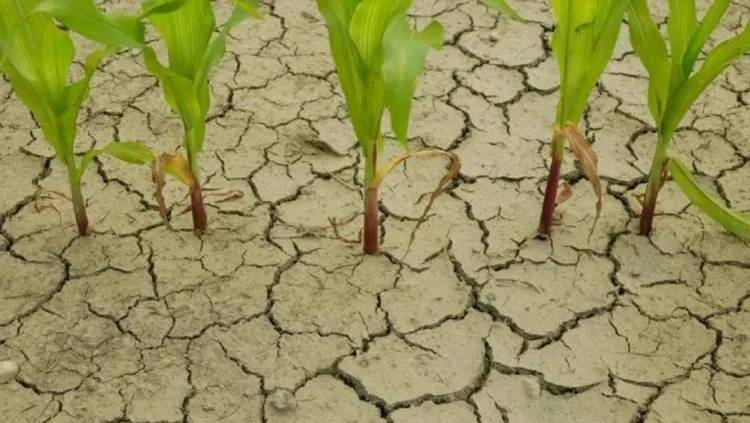 La Niña está por llegar a Córdoba y a la Argentina: se esperan fuertes sequías y un clima fuera de lo normal