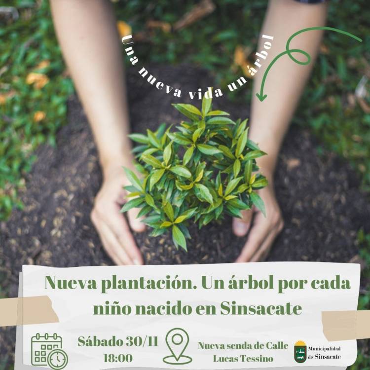 Sinsacate: “Una nueva vida un árbol“