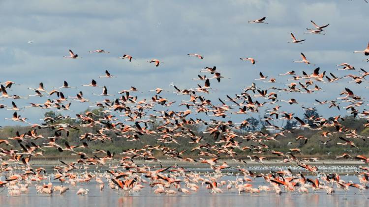 Morteros se suma al Día Mundial de las Aves Migratorias con una jornada de concientización abierta