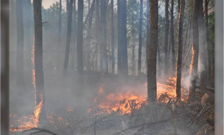 Declaran el "estado de alerta ambiental" por riesgo de incendios