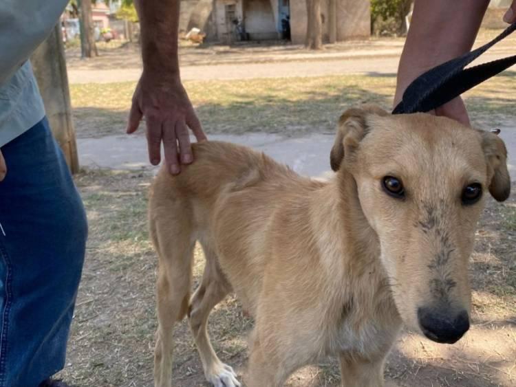 Morteros actúa frente a la superpoblación canina