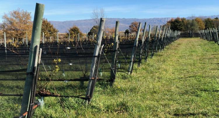 Tres estudios clave revalorizan el vino cordobés con mirada global 