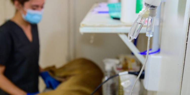 Castraciones gratuitas: Habilitaron una nueva forma para dar turnos