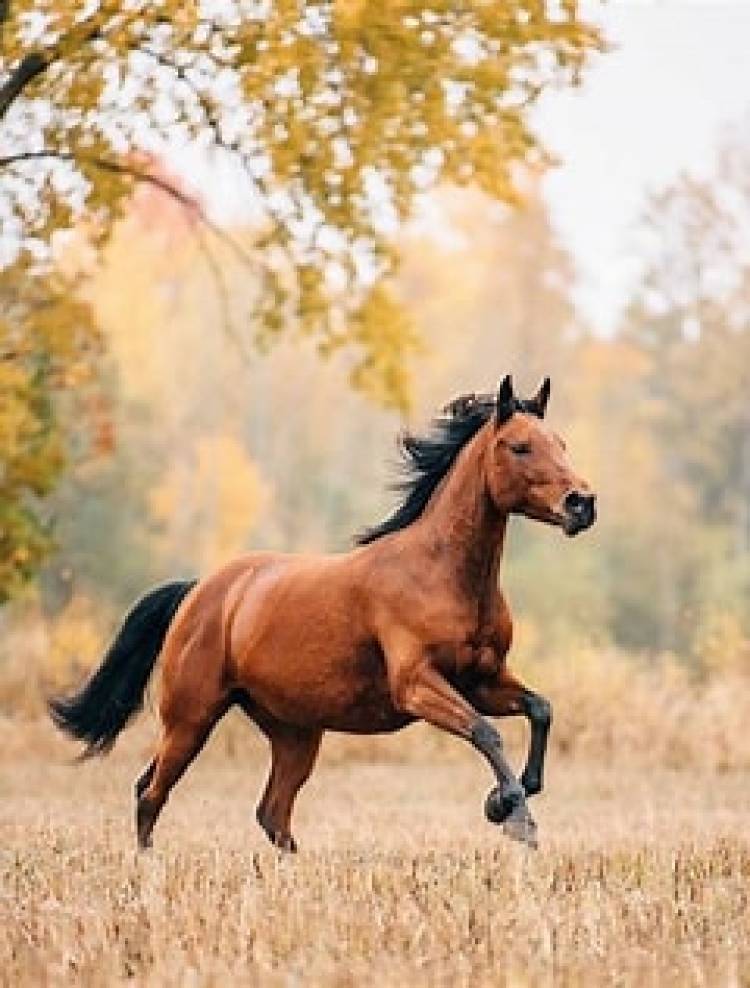 En el día del caballo, Bustos, se valió del noble animal